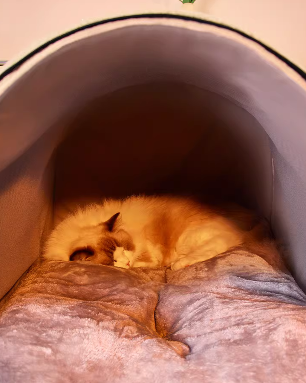 Heated Pet House Bed – 55°C Warmth, Soft Arctic Velvet, Anti-Slip